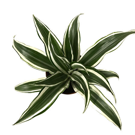 Dracaena Fragrans 'White Jewel'