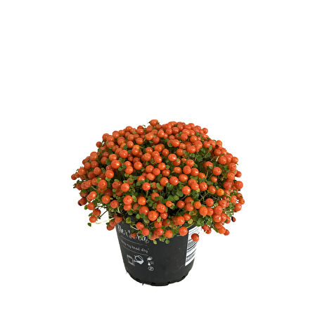 Nertera Granadensis 'Orange' (Mercan Boncuğu)