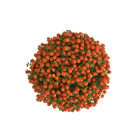 Nertera Granadensis 'Orange' (Mercan Boncuğu)