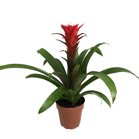 Guzmania Lingulata 'Hope' (Guzmanya)
