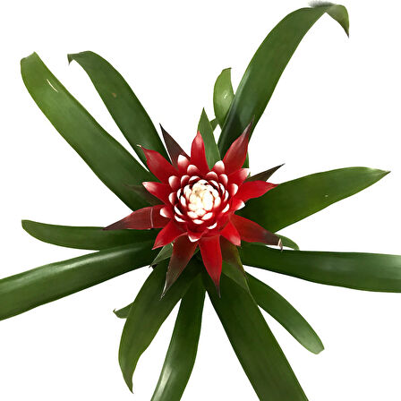 Guzmania Lingulata 'Hope' (Guzmanya)
