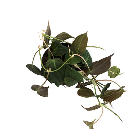 Philodendron Micans