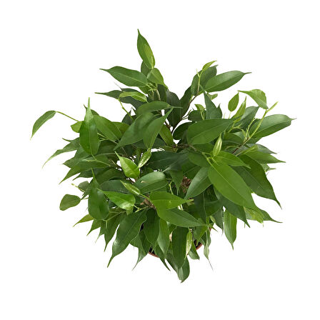 Ficus Benjamina 'Natasja' (Kağuçuk Çiçeği)