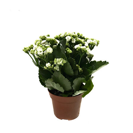 Kalanchoe Calandiva 'White' (Kalanşo Çiçeği)