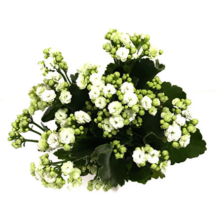 Kalanchoe Calandiva 'White' (Kalanşo Çiçeği)