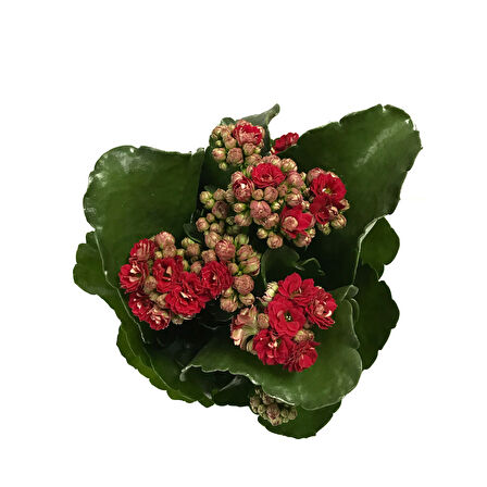 Kalanchoe Calandiva 'Red' (Kalanşo Çiçeği)