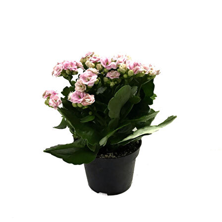 Kalanchoe Calandiva 'Pink' (Kalanşo Çiçeği)