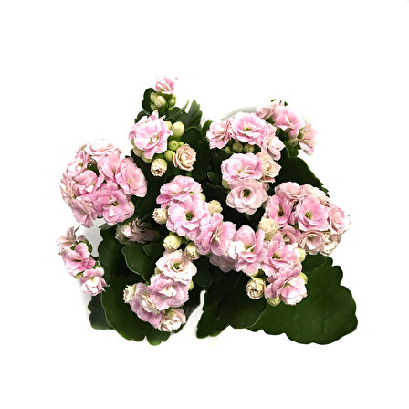 Kalanchoe Calandiva 'Pink' (Kalanşo Çiçeği)