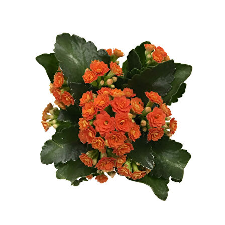 Kalanchoe Calandiva 'Orange' (Kalanşo Çiçeği)