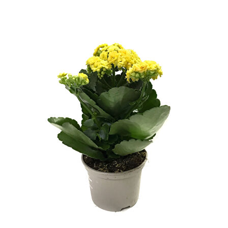 Kalanchoe Calandiva 'Yellow' (Kalanşo Çiçeği)