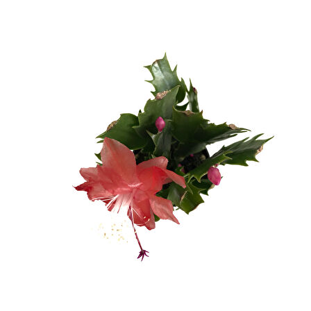 Schlumbergera 'Red' (Yılbaşı Çiçeği)