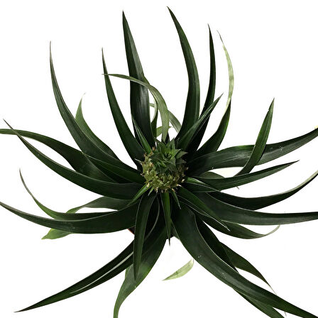 Ananas Comosus (Ananas Bitkisi)