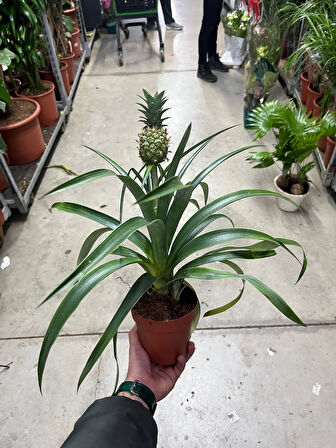 Ananas Comosus (Ananas Bitkisi)