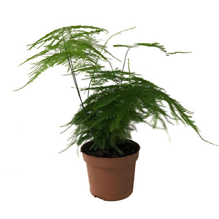 Asparagus Plumosus (Kuşkonmaz Çiçeği)