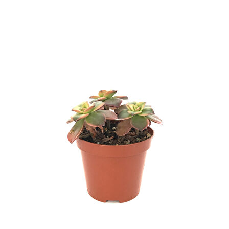 Aeonium Kiwi (Sukulent)