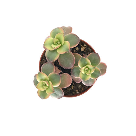 Aeonium Kiwi (Sukulent)