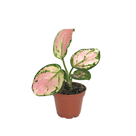 Aglaonema 'Dud Unyamanee' (Çin Herdemyeşili)