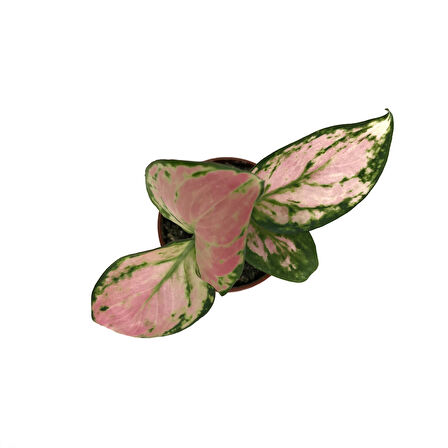 Aglaonema 'Dud Unyamanee' (Çin Herdemyeşili)