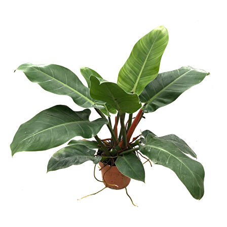 Philodendron 'Imperial Green'