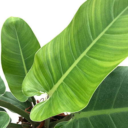 Philodendron 'Imperial Green'