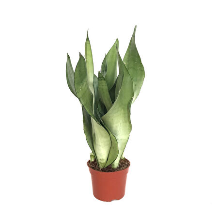 Sansevieria Trifasciata 'Moonshine' (Paşa Kılıcı)
