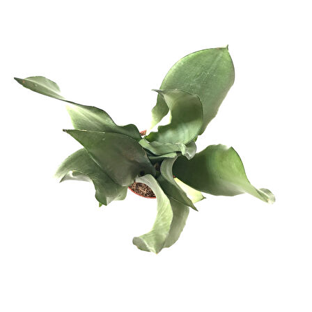 Sansevieria Trifasciata 'Moonshine' (Paşa Kılıcı)