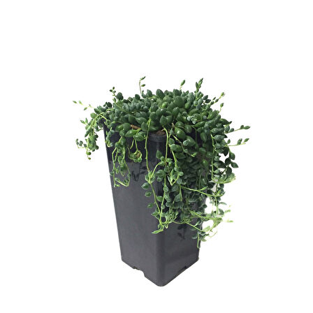 Senecio Rowleyanus (Tesbih Çiçeği)