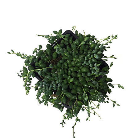 Senecio Rowleyanus (Tesbih Çiçeği)