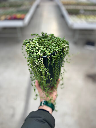 Senecio Rowleyanus (Tesbih Çiçeği)