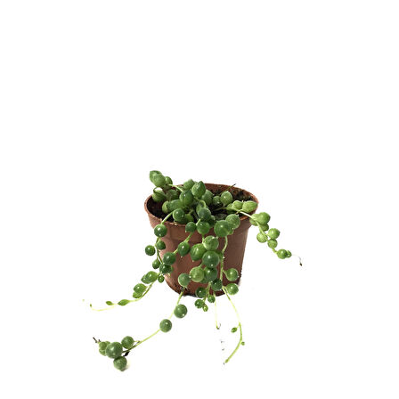 Senecio Herreianus (Tesbih Çiçeği)