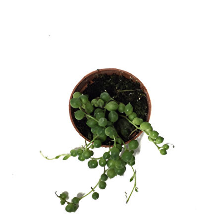 Senecio Herreianus (Tesbih Çiçeği)