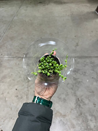 Senecio Herreianus (Tesbih Çiçeği)