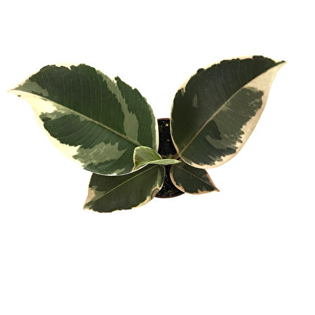 Ficus Elastica 'Tineke' (Kauçuk Çiçeği)