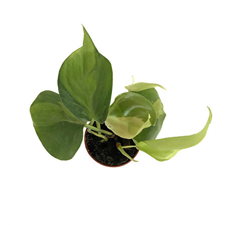 Philodendron Cordatum 'Brasil'