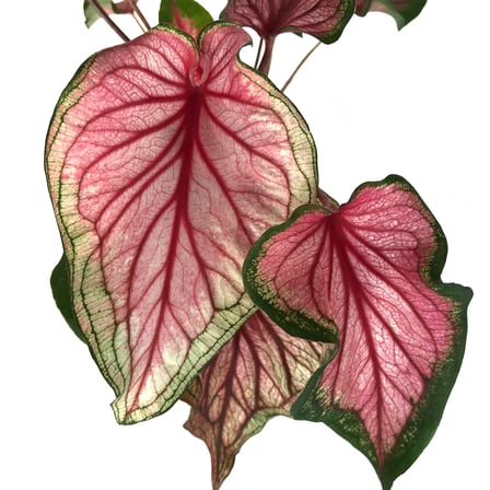 Caladium 'Florida Sweetheart' (Kaladyum Çiçeği)