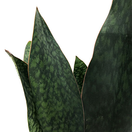 Sansevieria Masoniana 'Congo' (Paşa Kılıcı)
