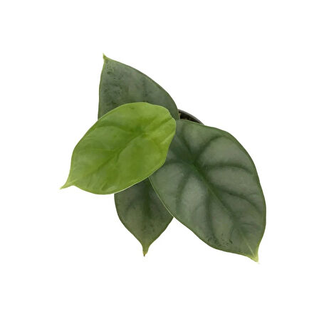 Alocasia 'Silver Dragon' (Fil Kulağı)