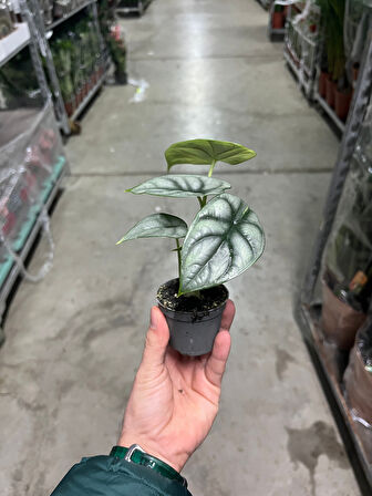 Alocasia 'Silver Dragon' (Fil Kulağı)