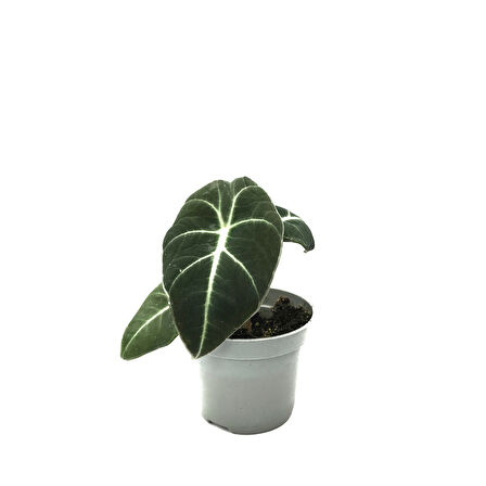 Alocasia Reginula 'Black Velvet' (Fil Kulağı)