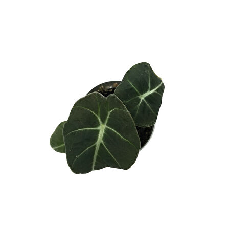 Alocasia Reginula 'Black Velvet' (Fil Kulağı)