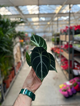 Alocasia Reginula 'Black Velvet' (Fil Kulağı)