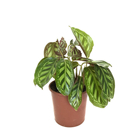 Calathea Medallion 'Flamestar' (Dua Çiçeği)