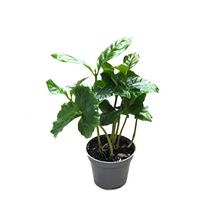 Coffea Arabiaca (Kahve Bitkisi)