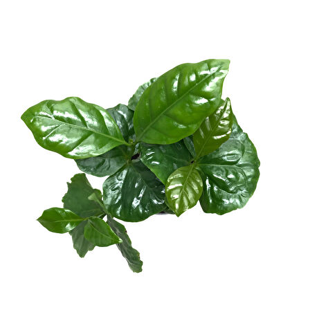 Coffea Arabiaca (Kahve Bitkisi)