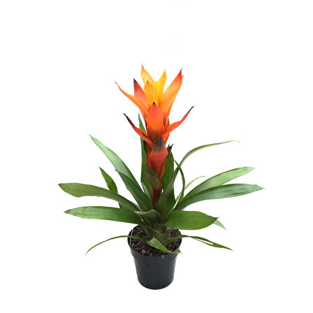 Guzmania Lingulata 'Orange' (Guzmanya)