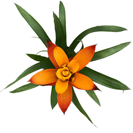 Guzmania Lingulata 'Orange' (Guzmanya)