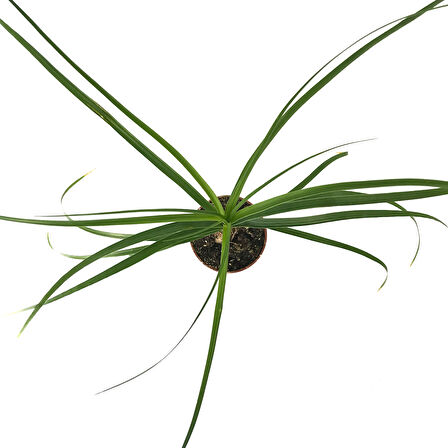 Beaucarnea Recurvata (Nolina Fil Ayağı Bitkisi)