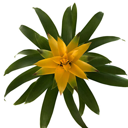 Guzmania Lingulata 'Yellow' (Guzmanya)