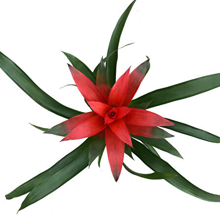 Guzmania Lingulata 'Red' (Guzmanya)