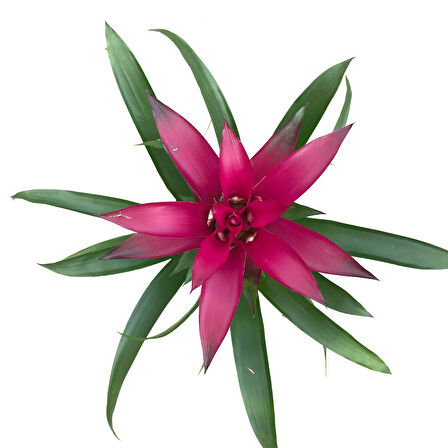 Guzmania Lingulata 'Purple' (Guzmanya)